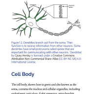Grundlagen der Neurowissenschaften.pdf